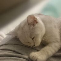 British Shorthair, Kedi  Pablo fotoğrafı