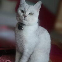 British Shorthair, Kedi  Pablo fotoğrafı