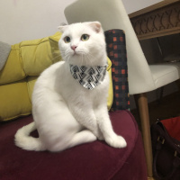 Scottish Fold, Kedi  Lio fotoğrafı