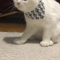 Scottish Fold, Kedi  Lio fotoğrafı
