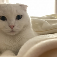 Scottish Fold, Kedi  Lio fotoğrafı