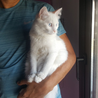 Van Kedisi, Kedi  Poncik fotoğrafı