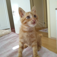 Sarman, Kedi  Limon fotoğrafı