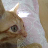 Sarman, Kedi  Limon fotoğrafı