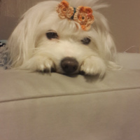 Maltese, Köpek  pamuk fotoğrafı