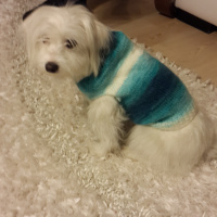 Maltese, Köpek  pamuk fotoğrafı