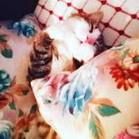 Tekir Kedi, Kedi  Badem fotoğrafı