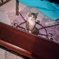 Tekir Kedi, Kedi  Badem fotoğrafı