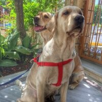 Golden Retriever, Köpek  Mişha fotoğrafı