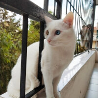 Ankara Kedisi, Kedi  Bulut fotoğrafı