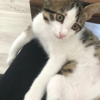 Tekir Kedi, Kedi  Dünya fotoğrafı