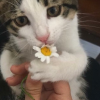 Tekir Kedi, Kedi  Dünya fotoğrafı