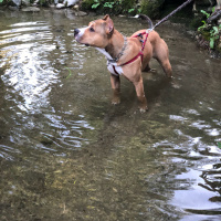 Amerikan Pitbull Terrier, Köpek  Herkül fotoğrafı