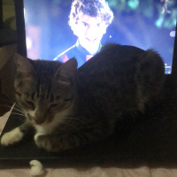 Tekir Kedi, Kedi  Melody fotoğrafı