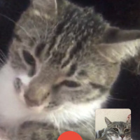 Tekir Kedi, Kedi  Melody fotoğrafı