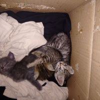 Ankara Kedisi, Kedi  Çok acil yuva arıyoruz dışarda kalmasın bu yavruar fotoğrafı