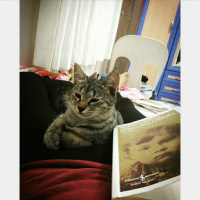 Soke, Kedi  Pony fotoğrafı