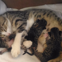 Soke, Kedi  Pony fotoğrafı