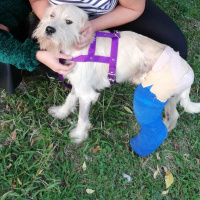 Glen of Imaal Terrier, Köpek  Coco fotoğrafı