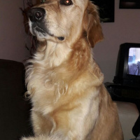 Golden Retriever, Köpek  Eva fotoğrafı