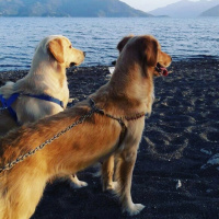 Golden Retriever, Köpek  Eva fotoğrafı