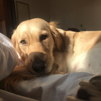 Golden Retriever, Köpek  Eva fotoğrafı