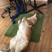 Golden Retriever, Köpek  Eva fotoğrafı
