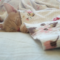 Tekir Kedi, Kedi  Gumball fotoğrafı