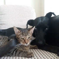Tekir Kedi, Kedi  Gumball fotoğrafı