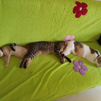 Tekir Kedi, Kedi  Gumball fotoğrafı