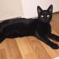 Tekir Kedi, Kedi  Gece fotoğrafı