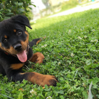 Rottweiler, Köpek  THOR fotoğrafı
