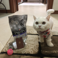 Brazilian Shorthair, Kedi  Safir fotoğrafı