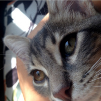 Tekir Kedi, Kedi  Pars fotoğrafı
