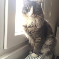 Norwegian Forest, Kedi  BIDIK fotoğrafı