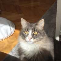 Norwegian Forest, Kedi  BIDIK fotoğrafı