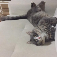 Norwegian Forest, Kedi  BIDIK fotoğrafı