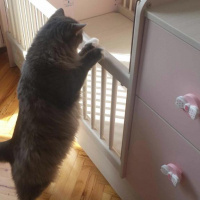 Norwegian Forest, Kedi  BIDIK fotoğrafı