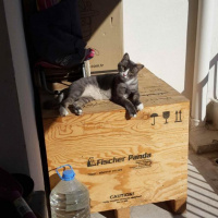Norwegian Forest, Kedi  BIDIK fotoğrafı