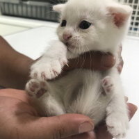 Scottish Fold, Kedi  Ares fotoğrafı