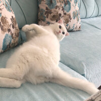 Scottish Fold, Kedi  Ares fotoğrafı