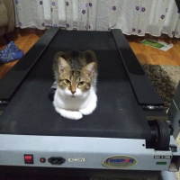 Tekir Kedi, Kedi  Gece fotoğrafı