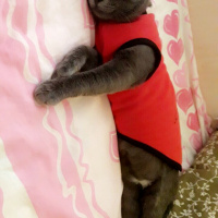 British Shorthair, Kedi  duman fotoğrafı