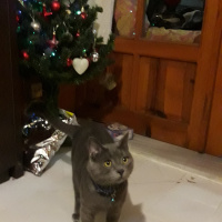 British Shorthair, Kedi  duman fotoğrafı