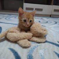 Sarman, Kedi  MISIR fotoğrafı