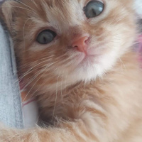 Sarman, Kedi  MISIR fotoğrafı