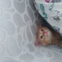 Sarman, Kedi  MISIR fotoğrafı
