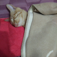 Sarman, Kedi  MISIR fotoğrafı