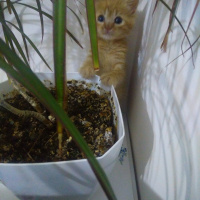 Sarman, Kedi  MISIR fotoğrafı