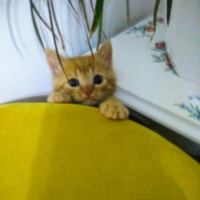 Sarman, Kedi  MISIR fotoğrafı